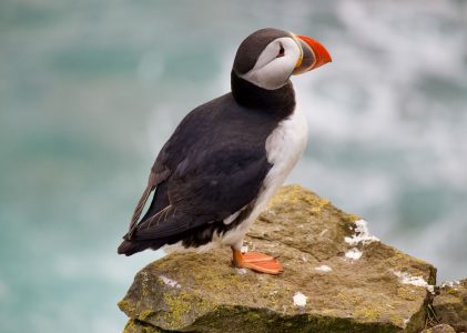 Westfjorde Islands (Teil 2): Karibikflair und Papageientaucher am Latrabjarg? Wir finden es heraus!