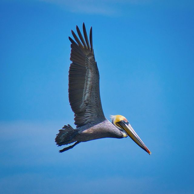 Pelikane auf der Halbinsel Nicoya in Costa Rica
.
#pelikan #pelican #pelicano #costarica #nicoya #birdphotography #vogelfotografie #fernwehfamily #travelmemories #reiseerinnerungen