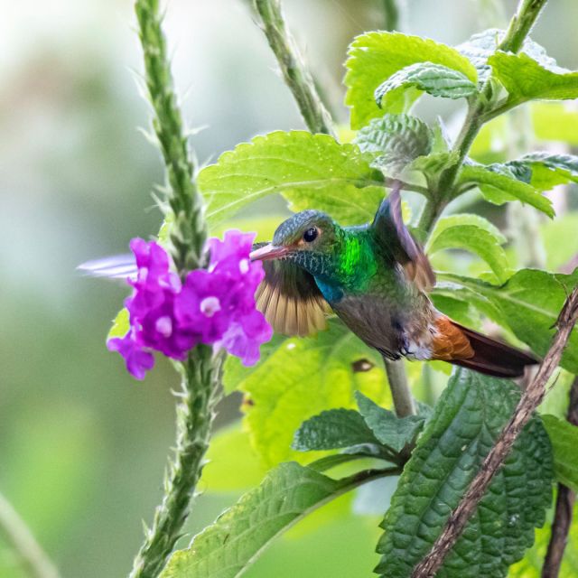 Einfach ADHS-Vögel. Aber schön. 😍 
.
#kolibri #hummingbird #hummingbirds #costarica #costaricabirds #birdwatching #birdwatchers #tierfotografie #ornithology #fernwehfamily