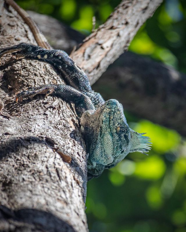 Hätte gerne ein paar davon auch in unserem Garten. 
.
#Reptile #Nature #Lizard #leguan #tierfotografie  #AnimalWildlife #iguana #iguana #costaricaanimals #costarica #wildlifephotography #greeniguana #blackiguana #realdragons #fernwehfamily #iguanasofinstagram