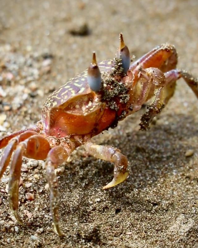 Beste Wohnlage, direkt am Strand. Leider eine Kellerwohnung. 🦀
.
#playadominicalito #puntarenas #costarica #costarica🇨🇷 #beachlife #pacific #pacificocean #fernwehfamily #mrcrabs #crab #ghostcrab #ocypode #krabbe #beach #animalphotography