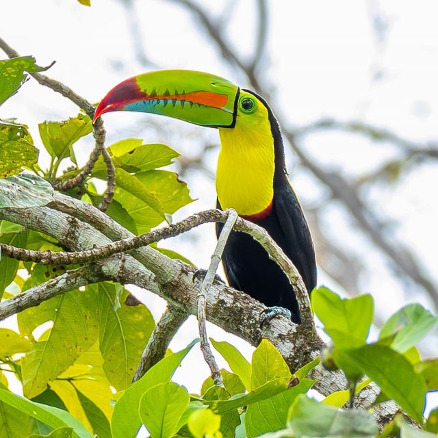 5 der 6 Tukanarten haben wir gesehen aber leider nur 4 davon vor die Linse bekommen.
.
#tukan #tukane #tucan #tucano #toucan #ramphastidae #costarica #costarica🇨🇷 #wildlife #wildlifephotography #vogelfotografie #vögel #fernwehfamily #reisenmachtglücklich #reiselust #costaricawildlife #costaricabirds #toucans