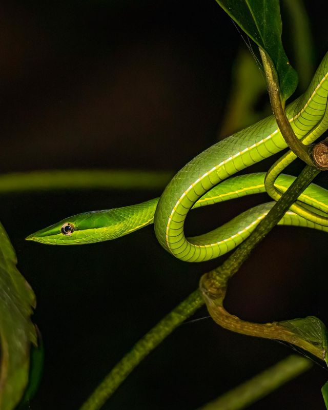 Viele Schlagen haben wir nicht gesehen, diese hier war klar die hübscheste. 
.
#greenvinesnake #glanzspitznatter #oxybelisfulgidus #oxybelis #costarica #tortuguero #wildlife #wildlifephotography #fernwehfamily #nightwalk #creaturesofthenight #costaricawildlife #snake #snakes #reptiles