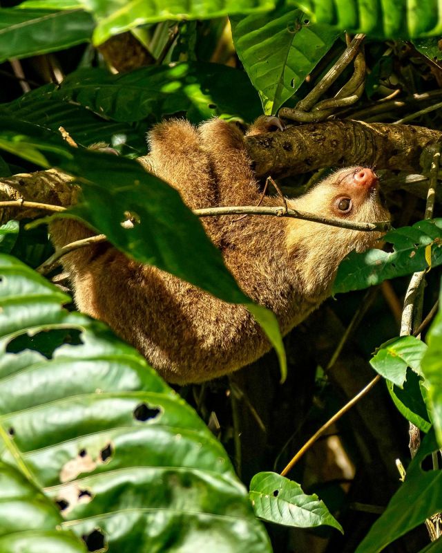 Traurigste Begegnung in Costa Rica: ein Faultierbaby welches nach seiner Mutter ruft. Leider außerhalb unserer Reichweite und auch der Tourguide meinte, dass das eben manchmal der Lauf der Natur ist und in diesen nicht eingegriffen werden sollte. Vielleicht war sie nur kurz zur Toilette. 😢 🦥
.
#faultierbaby #faultier #sloth #sloths #babysloth #paresseux #pigrizia #preguica #pereza #costarica #sabbatical #wildlifephotography #wildlife #tierfotografie #rainforest #tortuguero #reiseblog #fernweh #fernwehfamily