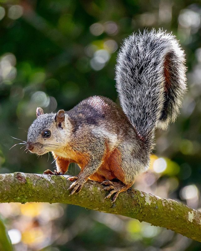 Eichhörnchen gibts einfach überall. ☺️
.
#eichhörnchen #squirrel #esquilo #ardilla #ecureuil #scoiattolo #costarica #wildlife #tierfotografie #animalphotography #fernwehfamily #fernweh #monteverde #reiselust